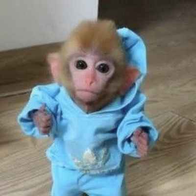 Monke