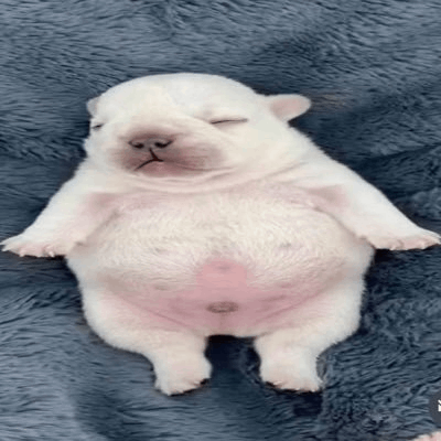 Pibble