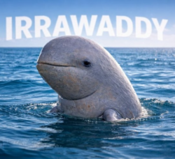 Irrawaddy dolphin