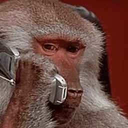 MONKEPHONE/USDT